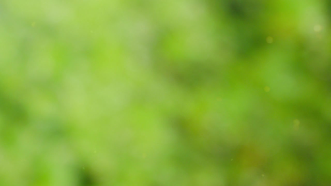 fondo de verano abstracto con bokeh