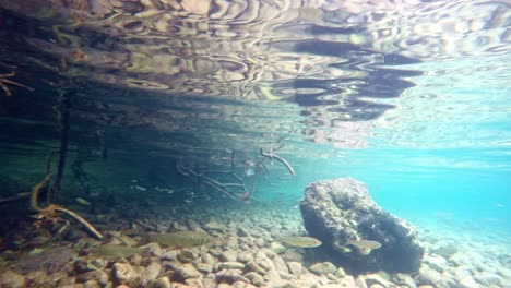 fish slowly swimming in very clear, transparent, shallow water