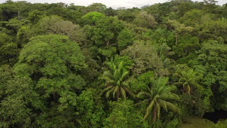 Bosque-Densamente-Plantado-Vista-Superior-Drone-Volador-Conífero-Verde-Caducifolio---Toma-Aérea-De-Drones