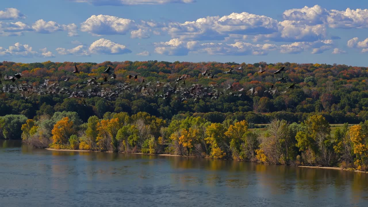 Aerial video view of a serene river with vibrant autumn trees and a flock of birds flying