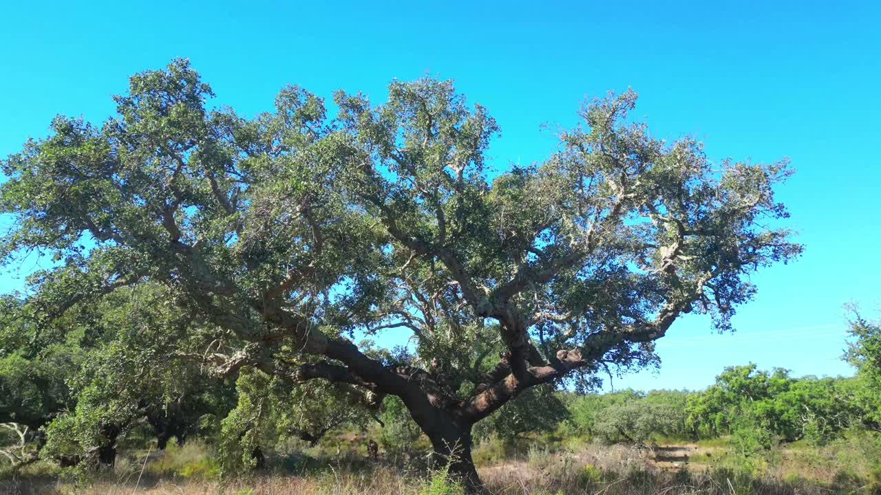 Fying around a cork oak from which cork was extracted.The cork oak is one of the most prevalent tree species in Portugal, being more common in Alentejo