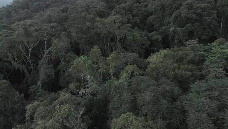 Imágenes-De-Drones-De-Vista-Aérea-De-Bosque-Superior-De-árbol-4k