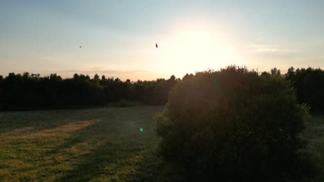 sunset over forest landscape