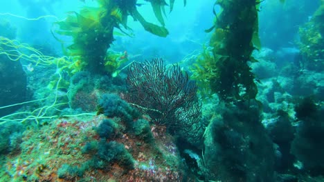 the grand and mysterious kelp forest veils the richness of sea creatures