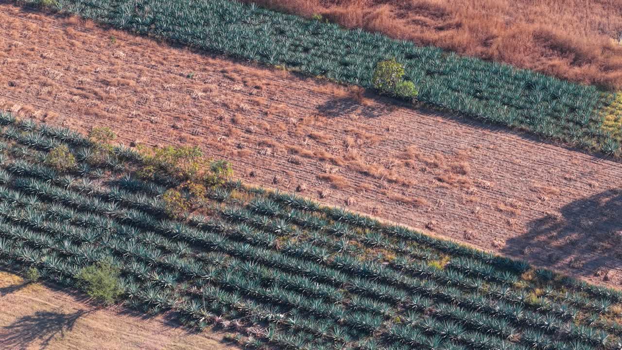 Agricultural agave fields near Oaxaca City captured by drone