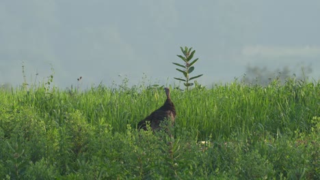 A-wild-turkey-hen-standing-in-the-tall-grass-looking-out-for-danger-in-the-summer-sun