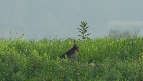 Una-Gallina-De-Pavo-Salvaje-Parada-En-La-Hierba-Alta-Buscando-Peligro-En-El-Sol-De-Verano