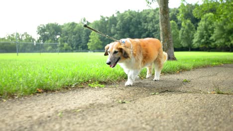 老犬带着皮带散步进行健康的运动