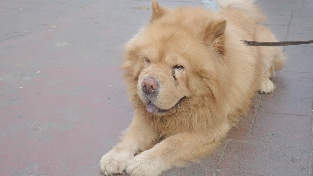 잠자는 차우 차우