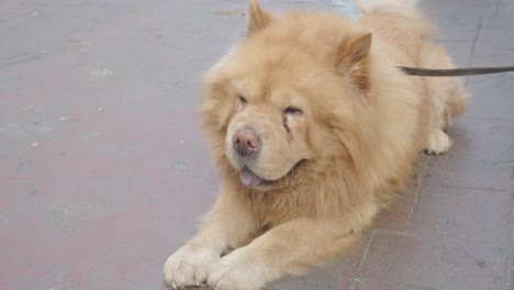 chow chow durmiente