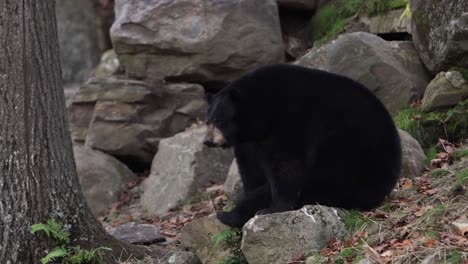 Schwarzbär-Rund-Und-Rund-Leckt-Sich-Die-Lippen-Und-Dreht-Den-Kopf-Slomo