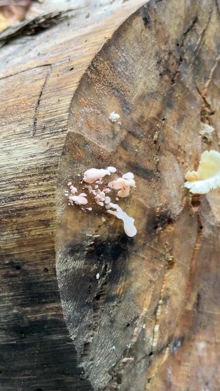 Pequenos Fungos Rosados Crescendo em um Tronco de Árvore em Decomposição