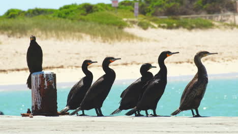 Cormoranes-Del-Cabo-Tomando-Sol-En-El-Embarcadero,-Vista-Lateral