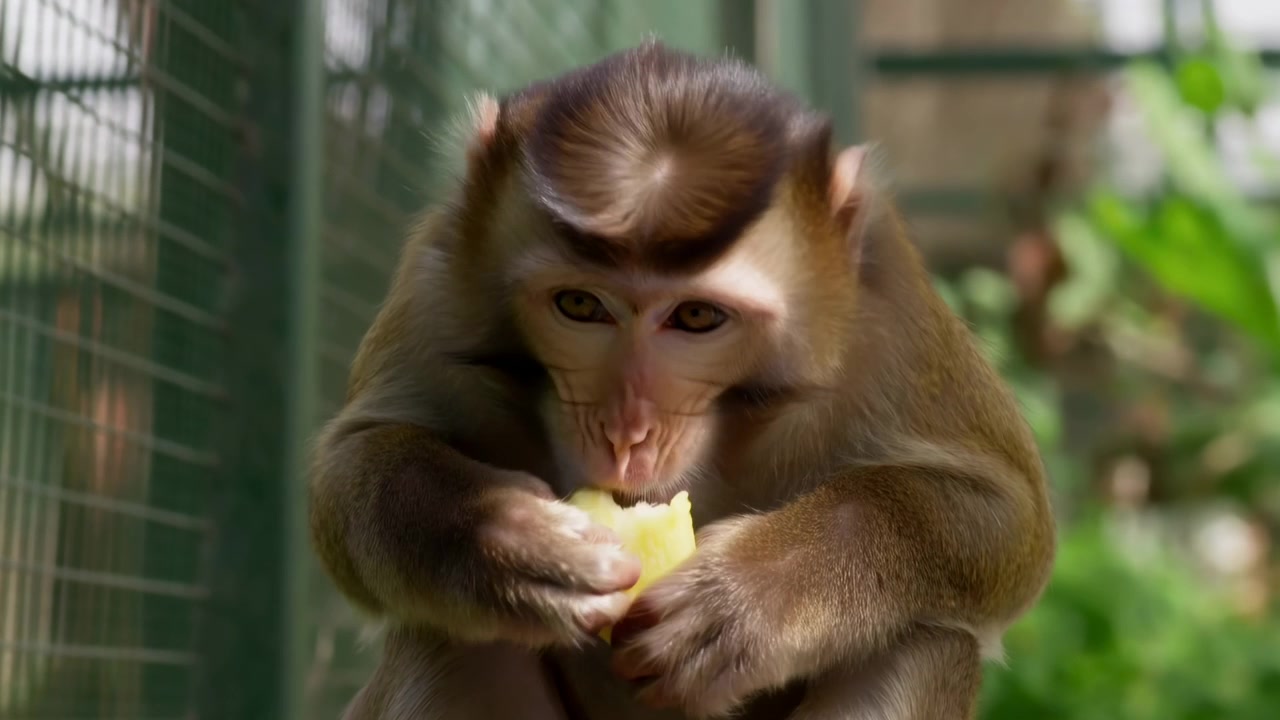 A young monkey sits inside a wire enclosure while holding and eating a piece of fruit. Sunlight highlights the fur and face, with green foliage and a softly