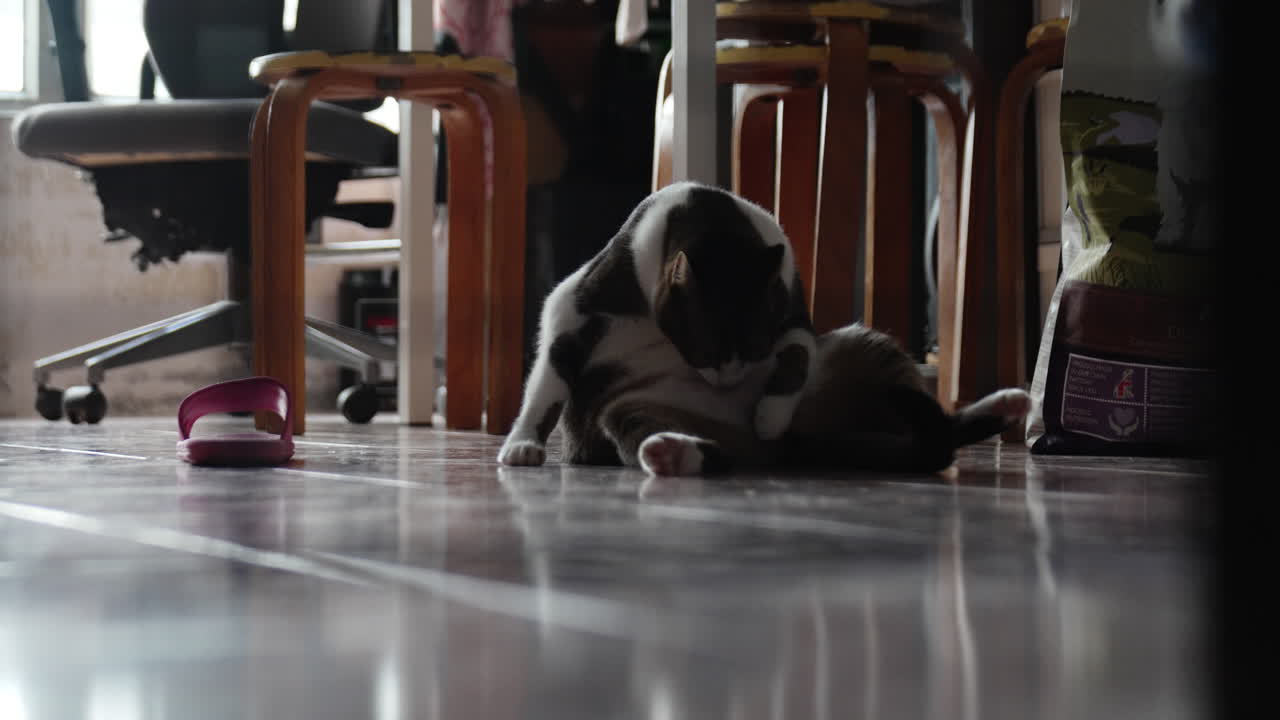 털에 벼룩이 많아서 몸을 긁는 귀여운 고양이