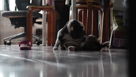 cute cat scratching his body because there are lots of fleas in his fur