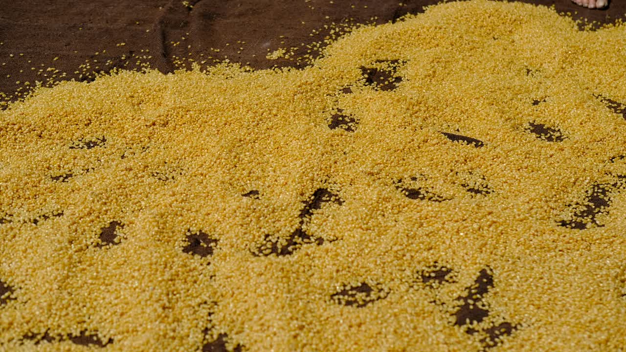 dejando el trigo seco al sol