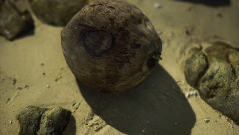 coconut resting on sandy beach near rocky shore with gentle waves