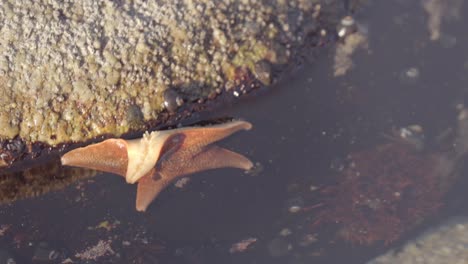 starfish and hermit crab in a shallow tidal pool - starfish using hydraulic tube feet to move along a rock