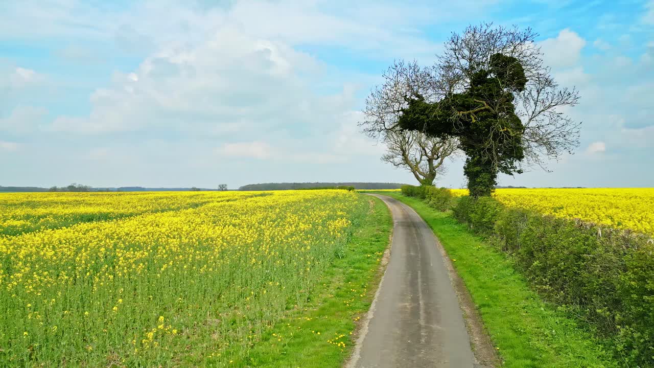 두 그루의 나무와 조용한 시골 도로를 가진 래프 씨 ⁇  작물의 매혹적인 드론  ⁇
