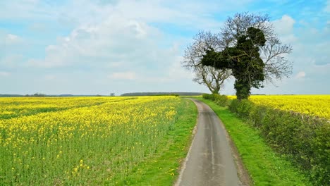 a captivating drone shot of a rapeseed crop with two trees and a serene country road