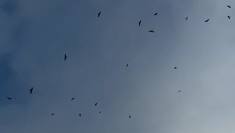 silhouette birds flying socially overhead in random crossings against cloudy sky