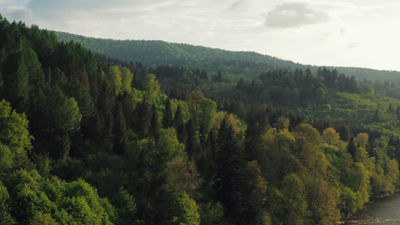 Inquadratura aerea di presentazione di un fiume che scorre attraverso una fitta foresta, la telecamera sale per rivelare un vasto paesaggio incontaminato. Fogliame primaverile, colline a strati, natura selvaggia, luce pomeridiana. Bieszczady, Polonia.