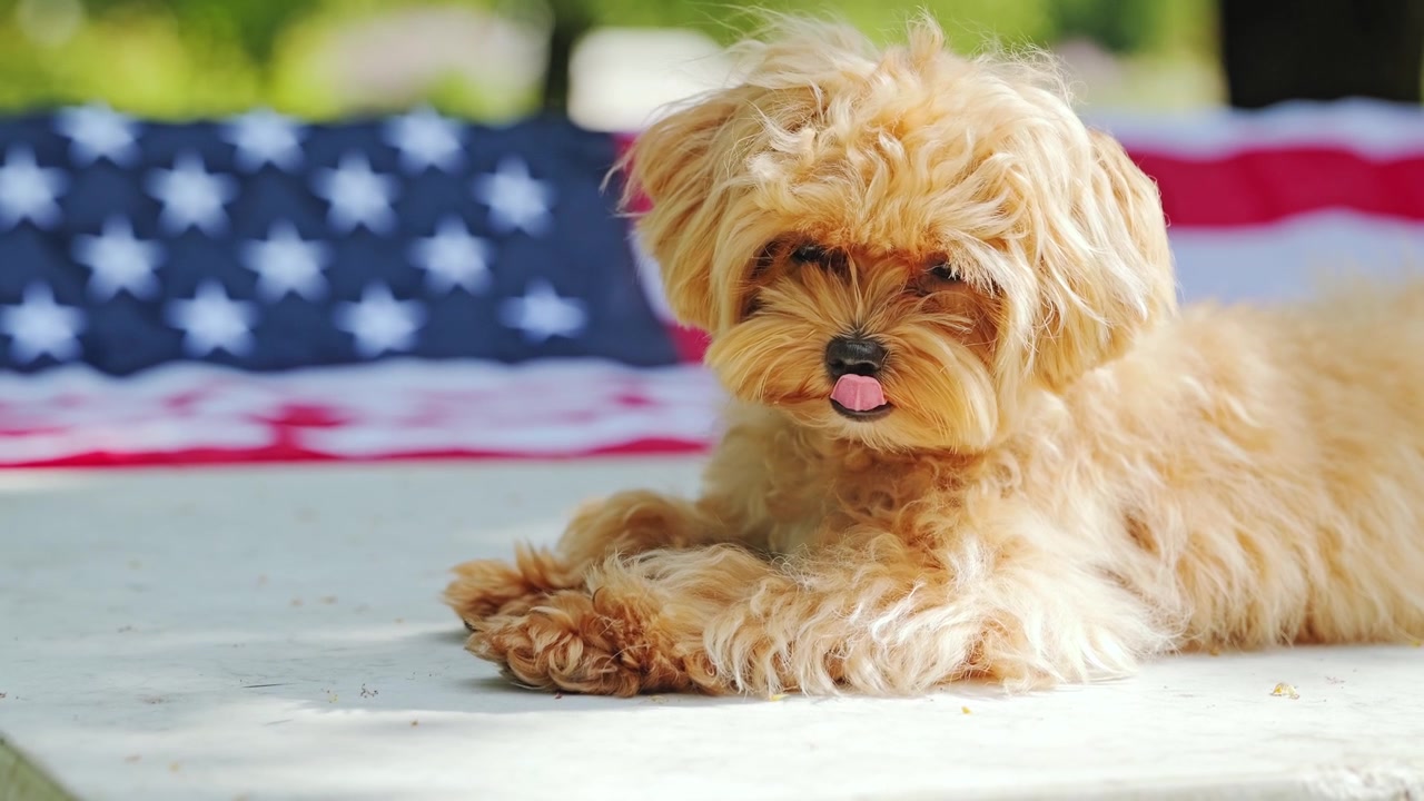Cane Maltipoo al rallentatore che tira fuori la lingua mentre riposa vicino alla bandiera degli Stati Uniti.