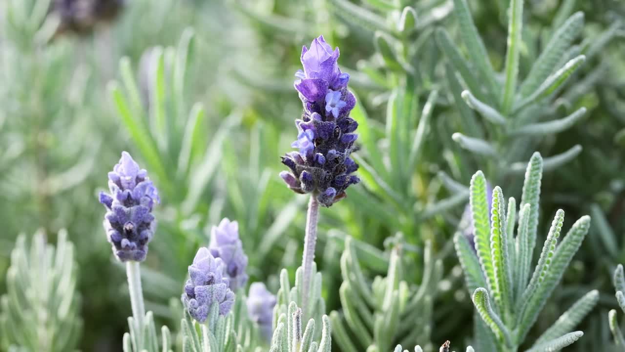 정원에서 라벤더 꽃과 상호 작용하는 벌