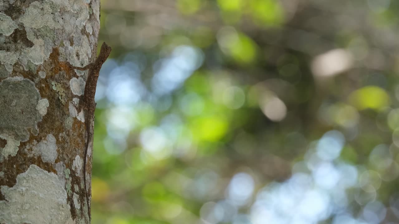 완벽하게 위장된 날아다니는 도마 ⁇ 이 나무  ⁇ 질에 붙어있는 동안 드러났습니다. 카메라가  ⁇  아웃할 때, 드라코, 태국
