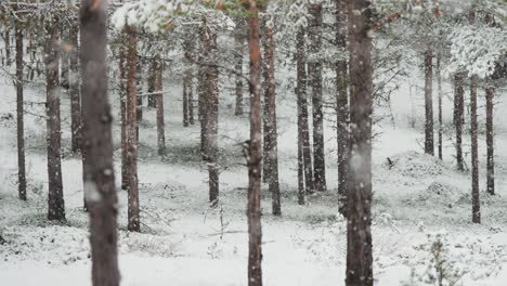 the serene winter landscape - the first snowfall blankets the pine forest, covering everything with fresh snow