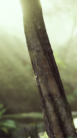 sunlight filters through trees in a lush forest during early morning