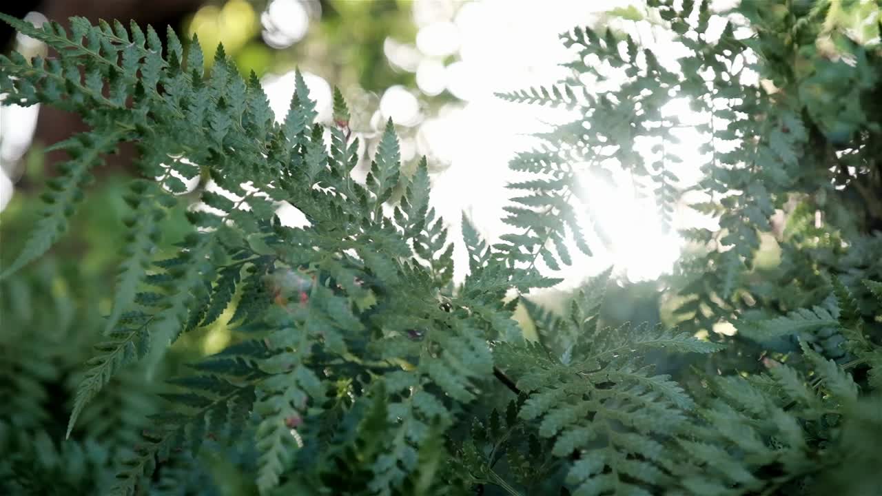 hermoso follaje de helecho soñador con luz brillando a través de una escena forestal