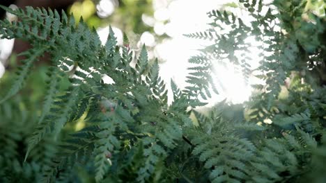 hermoso follaje de helecho soñador con luz brillando a través de una escena forestal