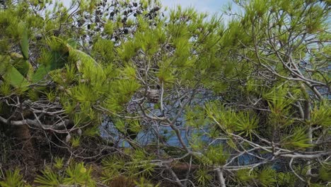 paralax shot of vegetation close sea