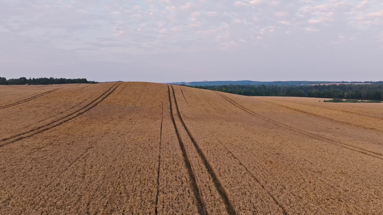Cinematic fast drone flight over rolling wheat fields Poland rural landscape