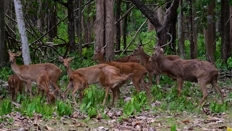 the eld's deer is an endangered species due to habitat loss and hunting