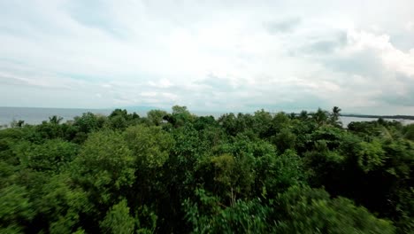 Sobrevuelo-De-Drones-Entre-Grúas-En-La-Densa-Jungla-Tropical-En-La-Isla-De-Bohol,-Disparo-De-Drones-Fpv