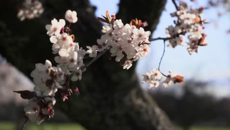 blossoming pink cherry blossoms sakura on tree branches in springtime