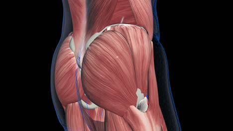 human hip muscles anatomy