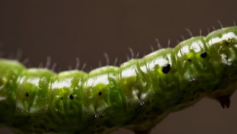 macro shot of a green caterpillar