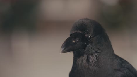 Close-up-Headshot-Of-Common-Raven-Bird.