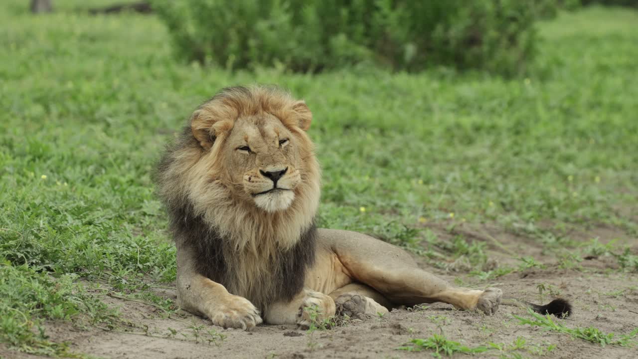 Wide shot of a majestic male lion lying in the green grass while looking into the distance and licking his nose, Savuti Botswana