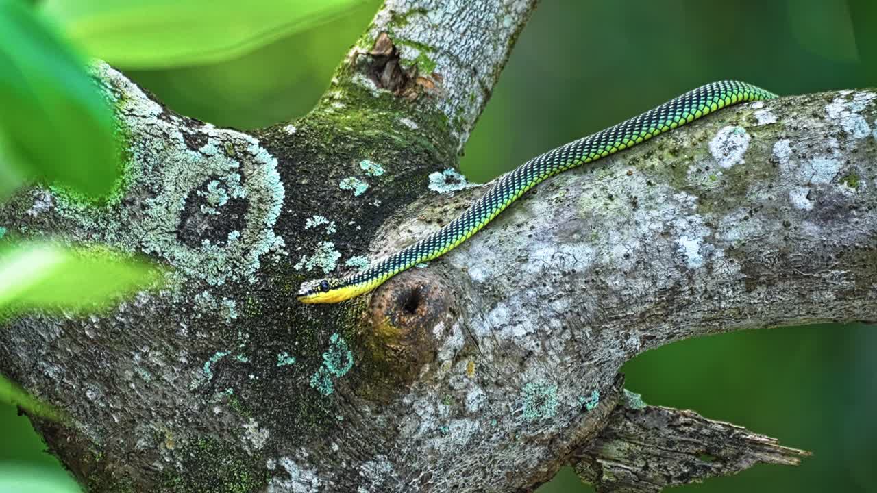 Paradise Tree Snake On The Tree In The Forest. - static shot