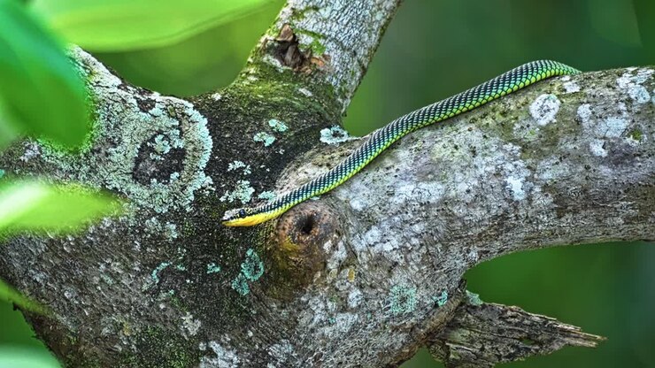 Paradijsboomslang in de boom in het bos. - statische opname