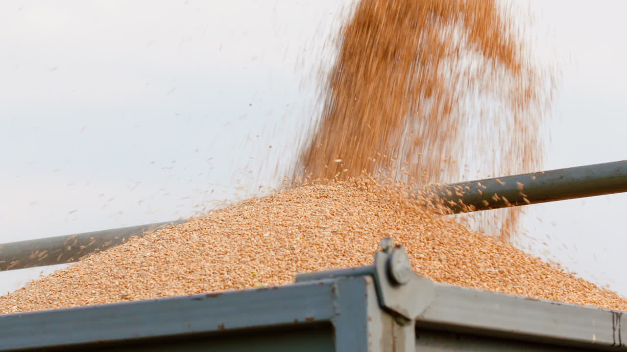 cosechadora descargando granos contra el cielo 8