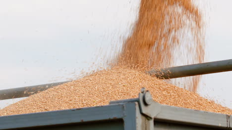 harvester unloading grains against sky 8