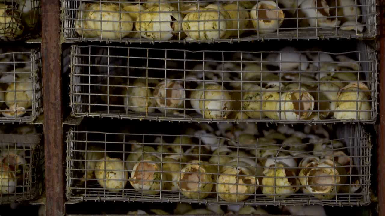 빈 계란 질을 가진 인큐베이터