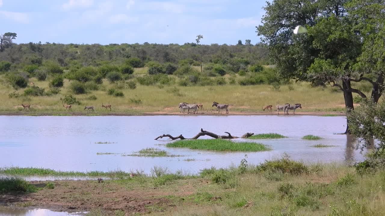 사바나 워터홀 크루거 국립 공원 의 안로프 무리