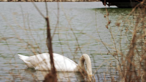 Toma-En-Cámara-Lenta-De-Un-Cisne-Nadando-En-Un-Pequeño-Cuerpo-De-Agua,-Limpiándose-Y-Buscando-Comida